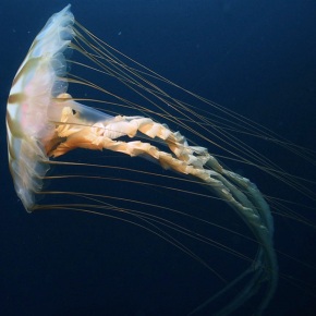 Las medusas compás en 2013 invaden el mediterráneo procedentes del Ártico y el Atlántico norte. ¿Evidencias de reversión geomagnética?